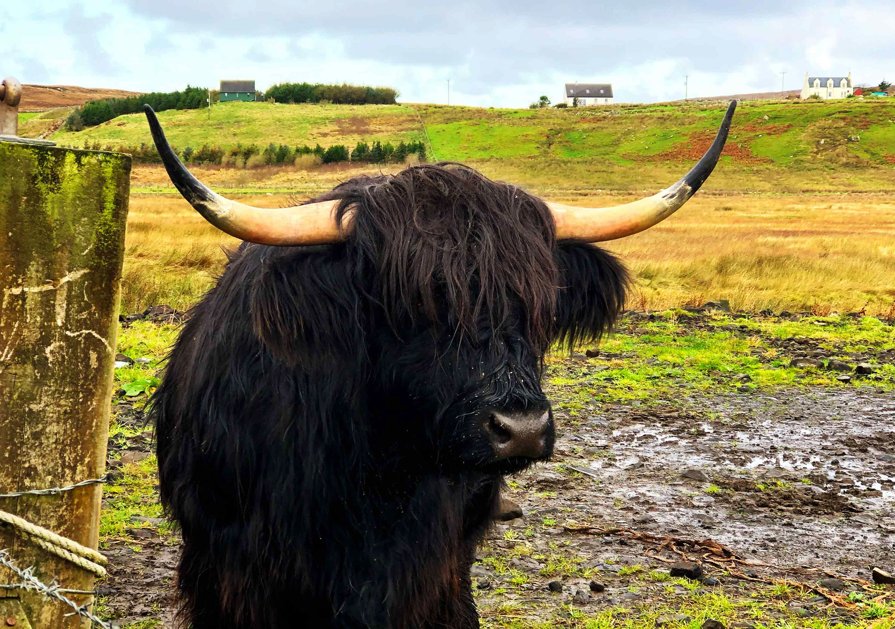 See local animals and wildlife such as Highland Cows at Aird Cottage Self Catering Accommodation